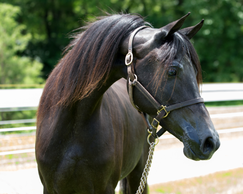 a brown horse